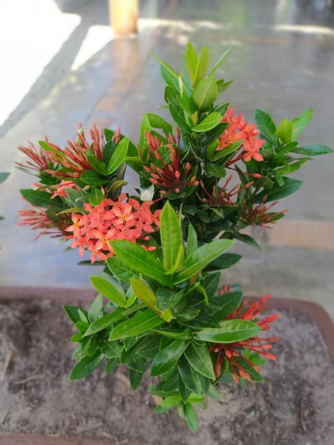 Recanto Do Meu Bem Jijoca de Jericoacoara Εξωτερικό φωτογραφία